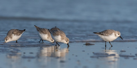 bécasseau Sanderling,Calidris alba, Sanderling