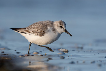 bécasseau Sanderling,Calidris alba, Sanderling