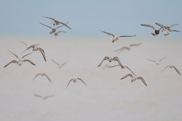 bécasseau Sanderling,Calidris alba, Sanderling