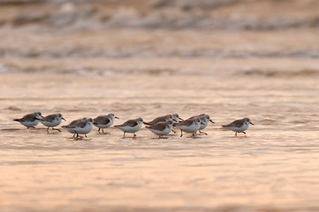 bécasseau Sanderling,Calidris alba, Sanderling