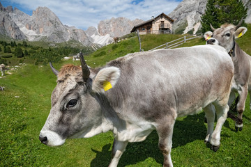 Fototapeta na wymiar Free ranging grey cattle on Col Raiser Alp, Val Gardena in the Dolomite Alps in South Tyrol, Italy