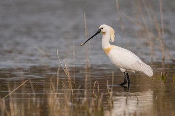 Spatule blanche (Platalea leucorodia - Eurasian Spoonbill)