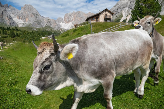 Free ranging grey cattle on Col Raiser Alp, Val Gardena in the Dolomite Alps in South Tyrol, Italy