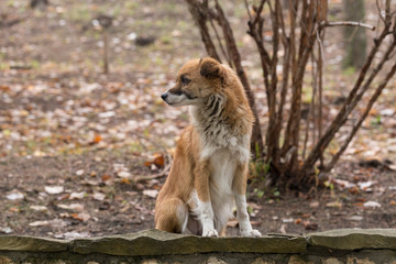 Red dog-male, hiding in the woods. The hungry life of a stray dog. Contact of the animal world with the human world.