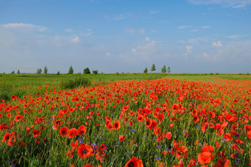 Field with wild poppy on a sunny morning in Ukraine. Copy space.