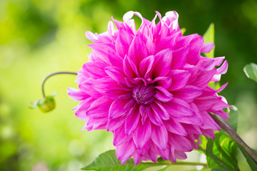 pink dahlia flower in a garden