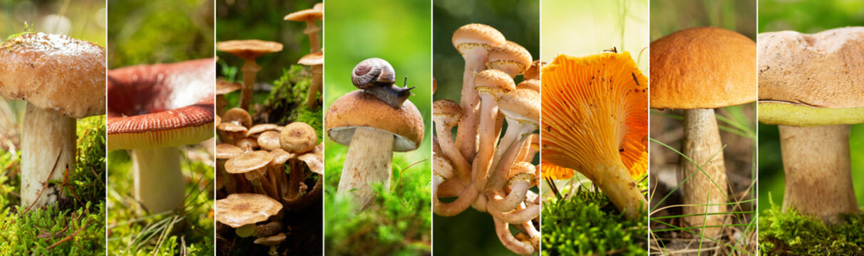 Collage of edible mushrooms in a forest