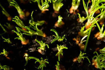 pure ecological growing chives,green young onion planted in the bed and in the greenhouse,green...