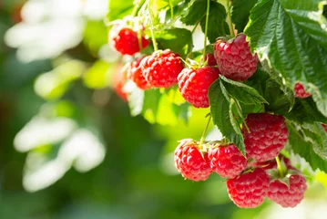 Poster branch of ripe raspberries in a garden © Nitr