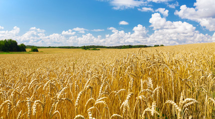 Close up of wheat ears, field of wheat in a summer day