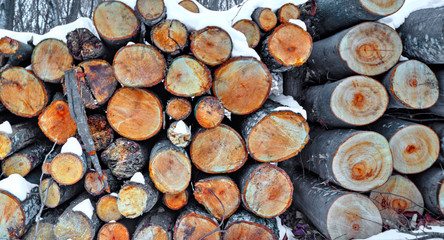 A background of fresh cut timber in the winter forest