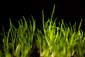 pure ecological growing chives,green young onion planted in the bed and in the greenhouse,green onion sprouts,green onions planted in the ground