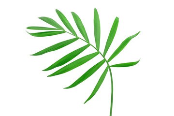 Fototapeta na wymiar Green leaves of palm tree isolated on white background with clipping path