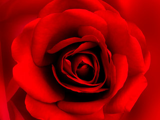 Rote Rose Close-up