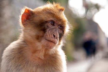 macaco o mona de Gibraltar