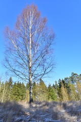 High birch in winter against a clear blue sky