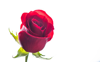 delicate one rose   on a white background. image isolated.  Valentine's day