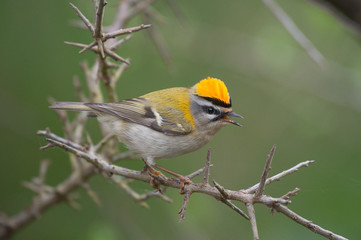 Sommergoldhähnchen