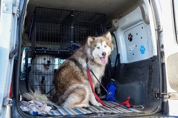Animal Dog Walkers Transporting Via Van.