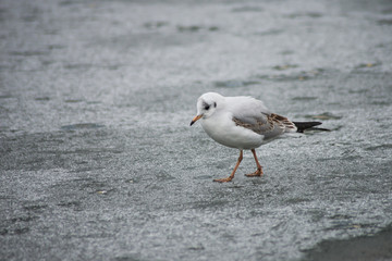 Portrait of seagull walking on frozen river