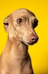 Portrait of italian grayhound dog in studio