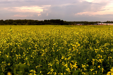 Mustard field on sunset background