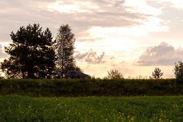 Mustard field at sunset with a beautiful sky