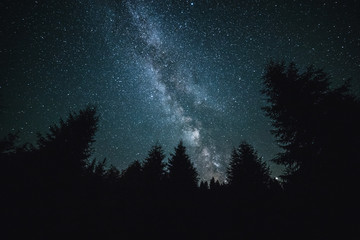 Milky Way rises over the spruce trees on a foreground. Summer season.