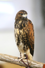 Photo of a Harris's hawk headshot portrait close up