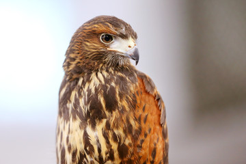 Photo of a Harris's hawk headshot portrait close up