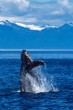 Humpback whale breaching in Alaska