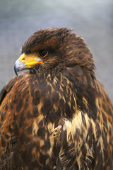 Photo of a Harris's hawk headshot portrait close up