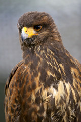 Photo of a Harris's hawk headshot portrait close up