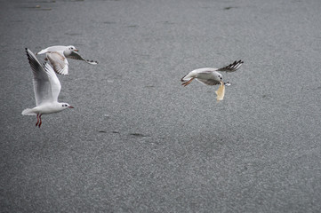 Portrait of seagulls flying on frozen river with pancake in mouth