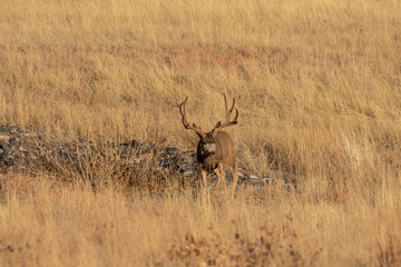 Mule Deer Buck in Colorado in Autumn