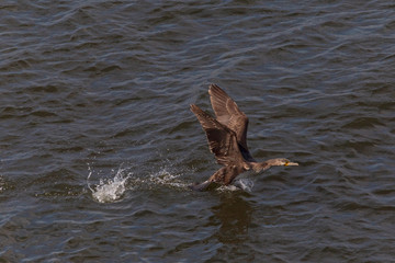 Fototapeta premium young great cormorant flying off the water