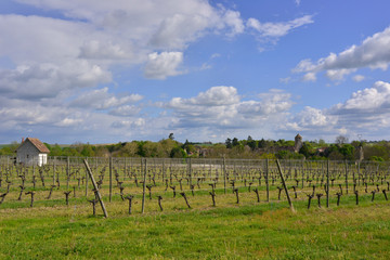 Vignes à Verneuil-en-Bourbonnais (03500), département de l'Allier en région Auvergne-Rhône-Alpes, France