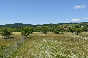 Bistrita,  summer landscape in Stramba 2019,ROMANIA