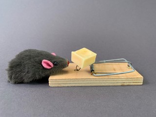 Free cheese in a mousetrap on a gray background. Wooden trap with a bait with a mechanism for rats and mice.