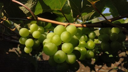 bunch of young grape on the stalk
