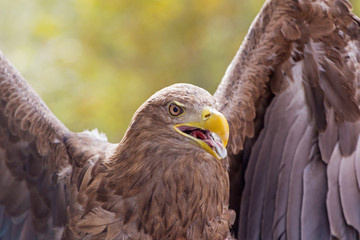 close up of angry golden eagle