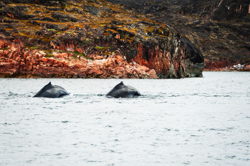 Family of humpback whales in Atlantic ocean, west coast of Greenland