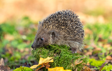 Hedgehog, wild, native, European hedgehog in natural woodland habitat with green moss and Autumn leaves.  Facing left.