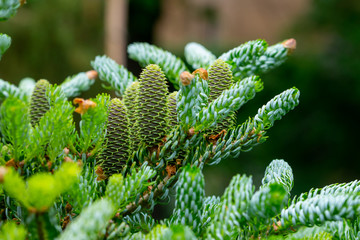 young fir cones and young branches