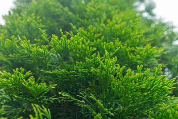 green thuja branches against the sky