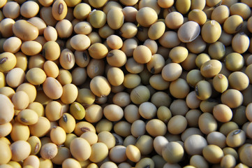 Soybean grain close up