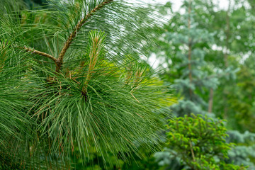 young spruce branch with long needles