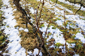 late winter wineyard