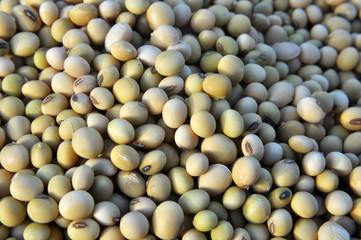 Soybean grain close up