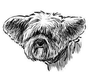 Sketch of head of funny eared lap dog